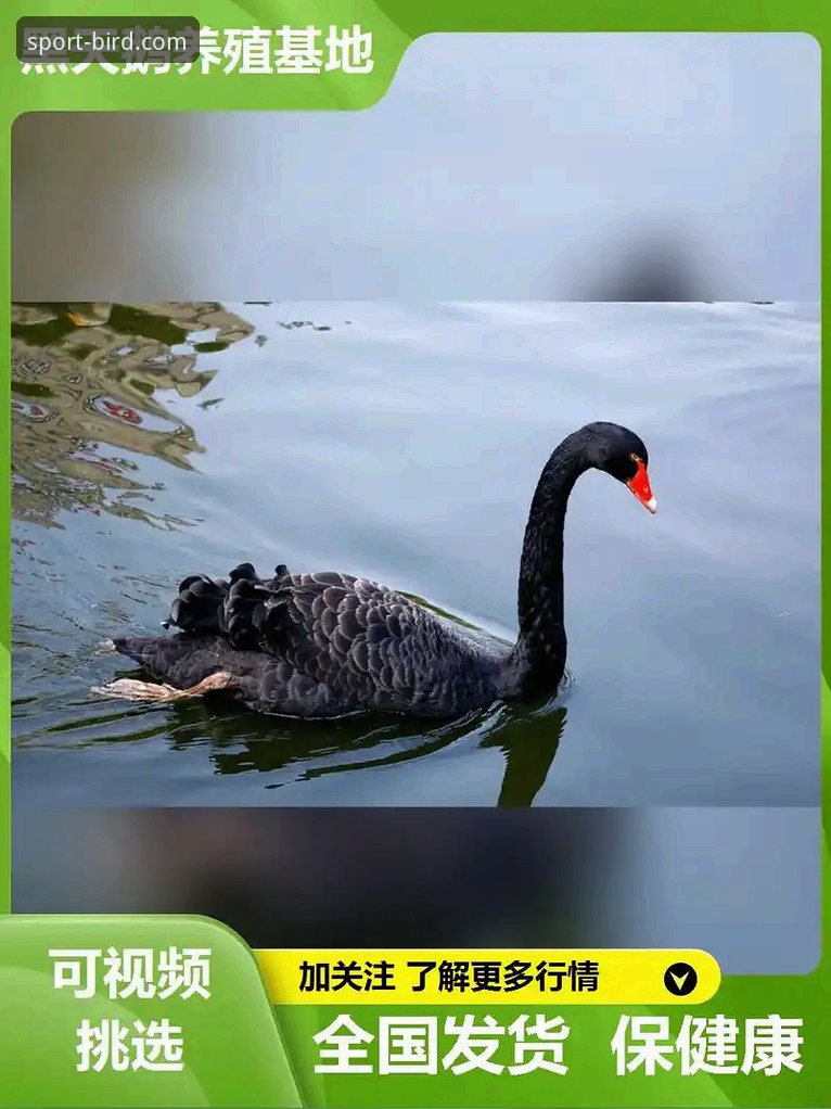 深度揭秘小鸟体育直播App：手机版下载与真实体验全解析